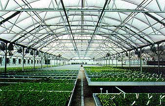 The Quonsetter greenhouse