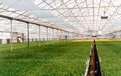 reforestation nursery
