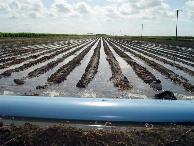 Poly-pipe irrigation 
