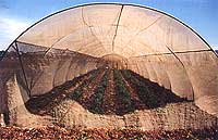 Quonset Insect Covers