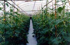 Greenhouse irrigation equipment operating in a greenhouse.