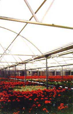 Greenhouse Poly