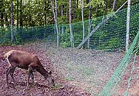 Deer Fence