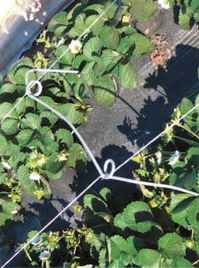 Loop hoops support the row cover above the plants