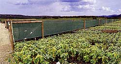 Field Crop Windbreaks