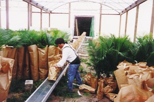 portable conveyors from greenhouse to loading truck