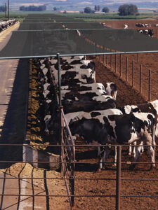 Cattle Shade